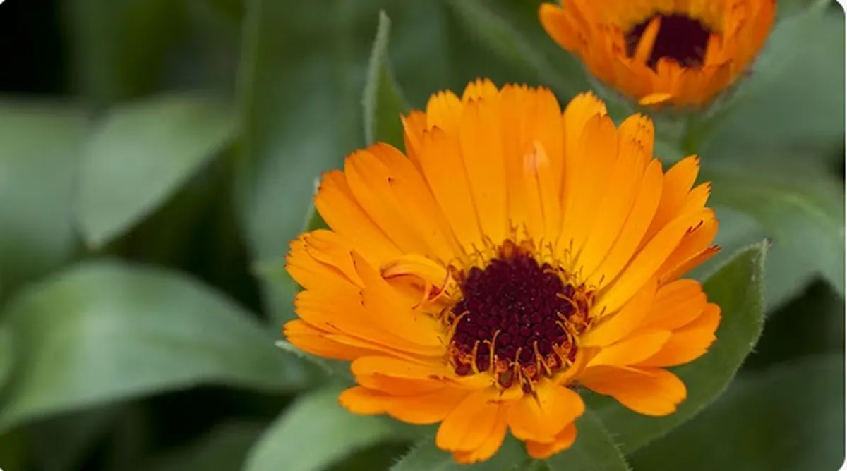 Calendula