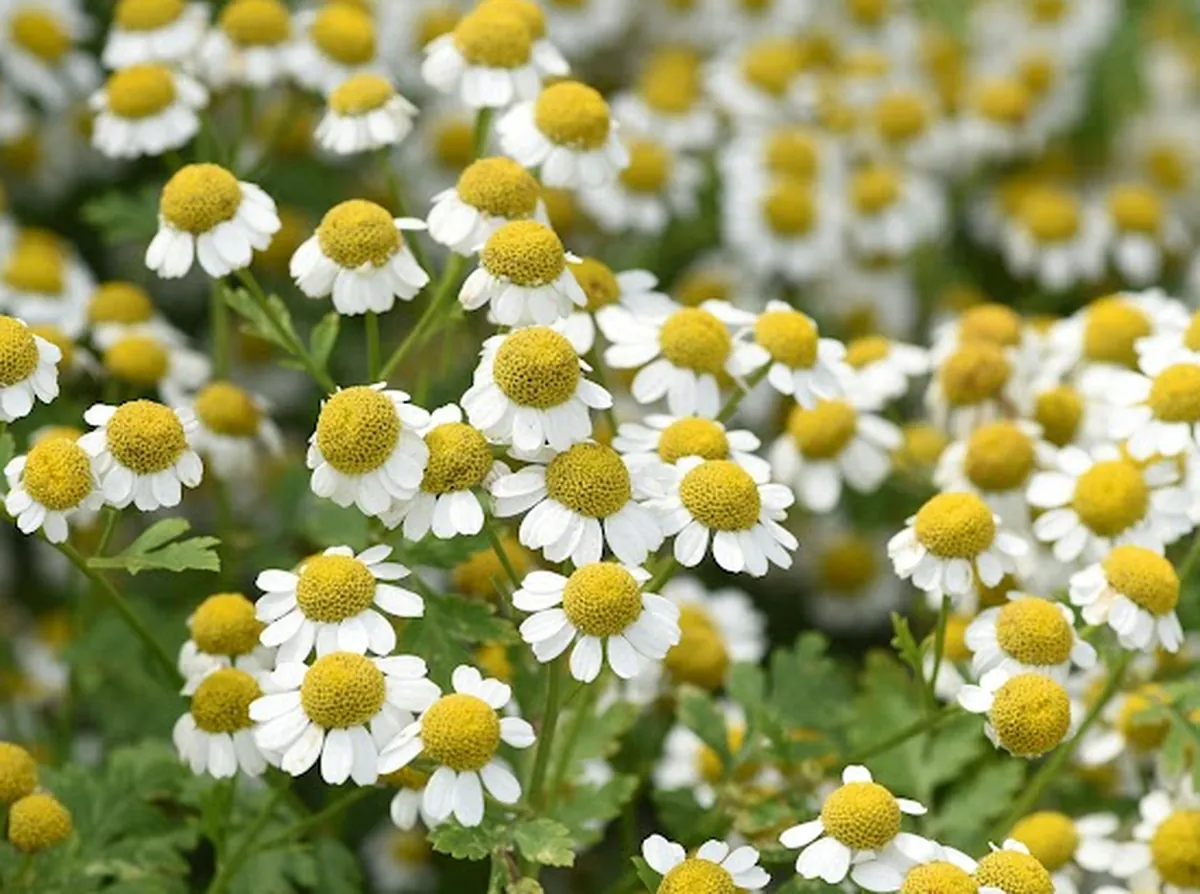 Feverfew